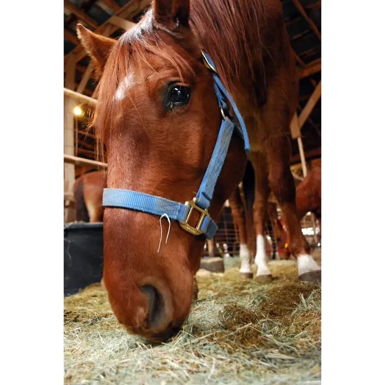 horse in barn eating hay from floor